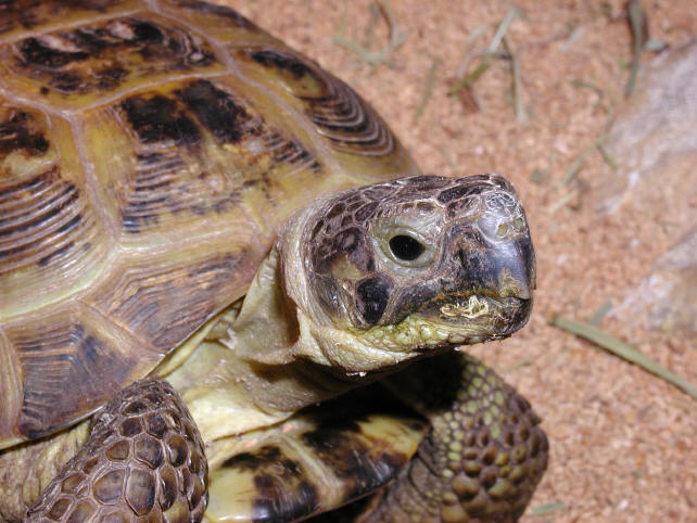 Agrionemys Horsfieldii01.jpg