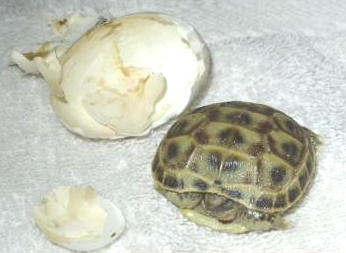 Testudo horsfieldii06.jpg