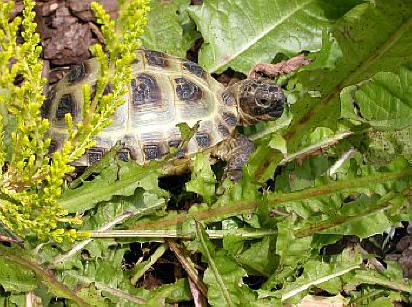 Testudo horsfieldii11.jpg