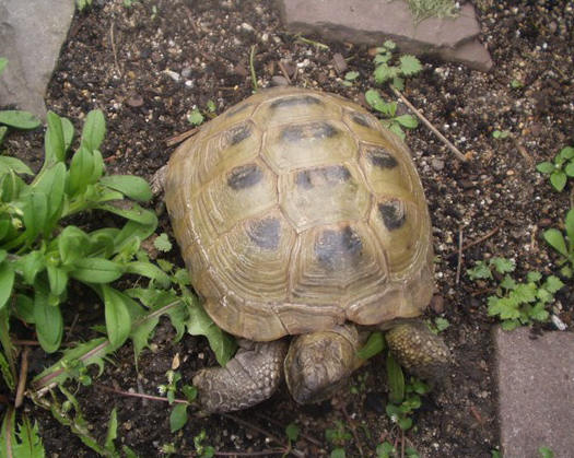 Testudo horsfieldii17.jpg