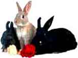 lapin03z.jpg